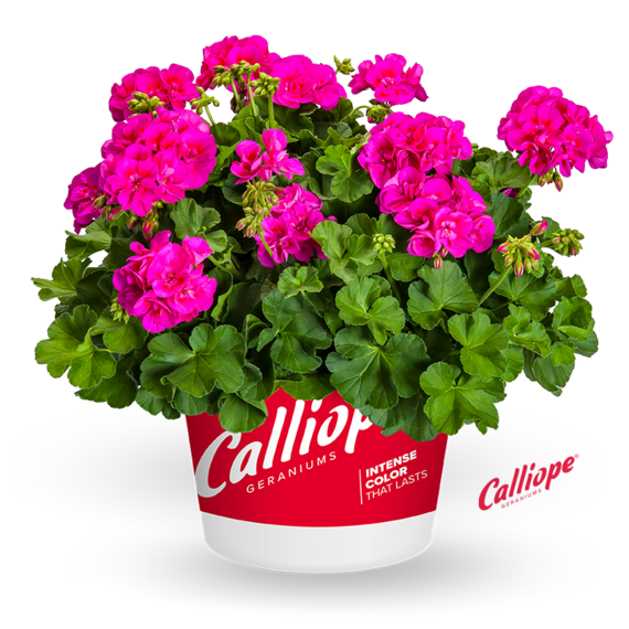Calliope® Medium Bright Rose