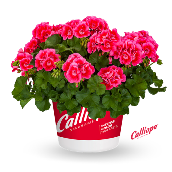 Calliope® Medium Rose Mega Splash Imp.