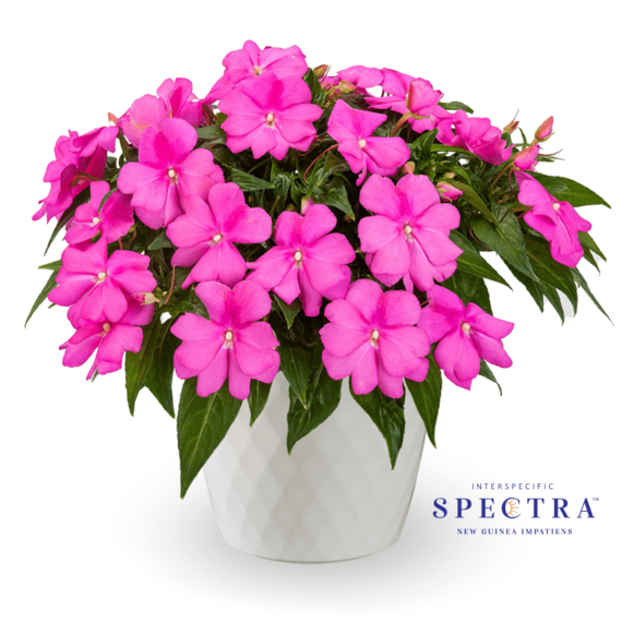 Spectra™ Pink