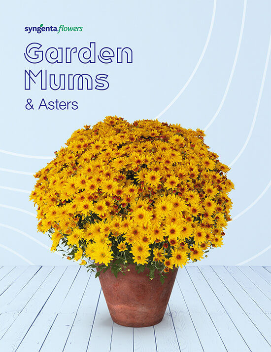 2023 Garden Mums and Asters Catalog