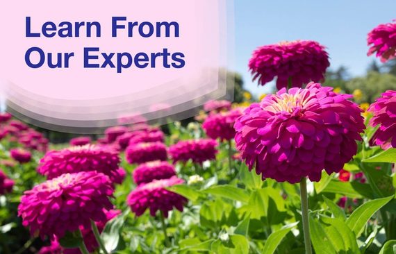 Learn from our Cut Flowers Expert