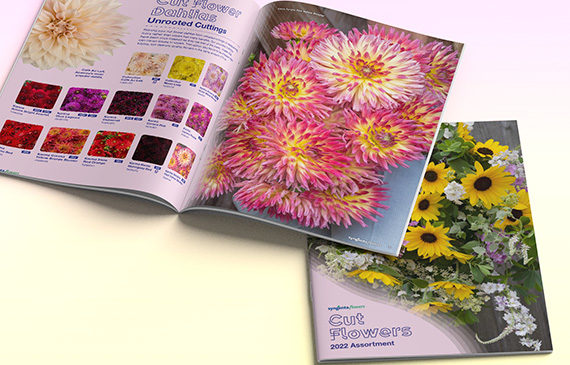 A spread of cut flower dahlias is shown on the top left corner, and a cover of the latest cut flower brochure is shown at the bottom right corner.