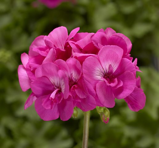A close up photo of Calliope Large Hot Pink interspecific geranium in front of blurred green foliage background