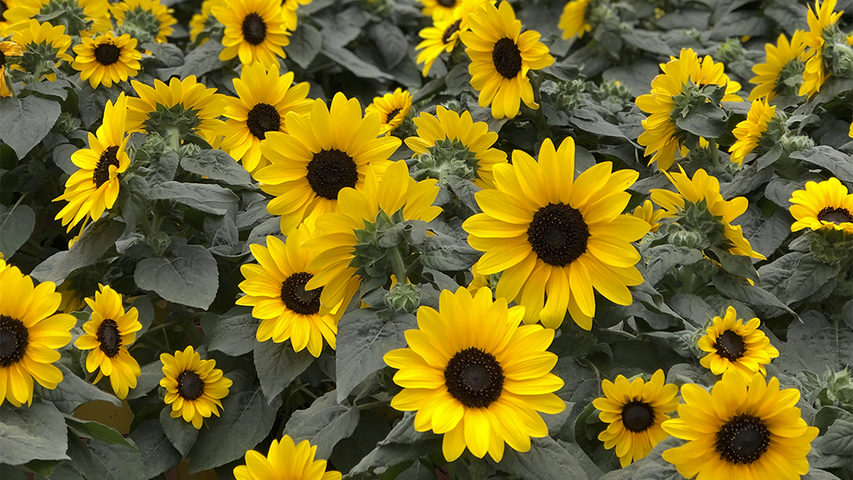 Sunfinity sunflowers arranged closely together in a greenhouse growing facility.