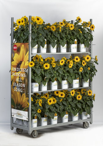 Technical photo of Sunfinity sunflowers in a retail-ready display rack for consumers.