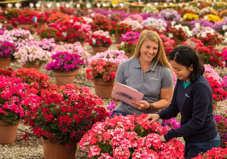 Syngenta Flowers trial specialists in the field evaluating new varieties for growers, retailers, and brokers.